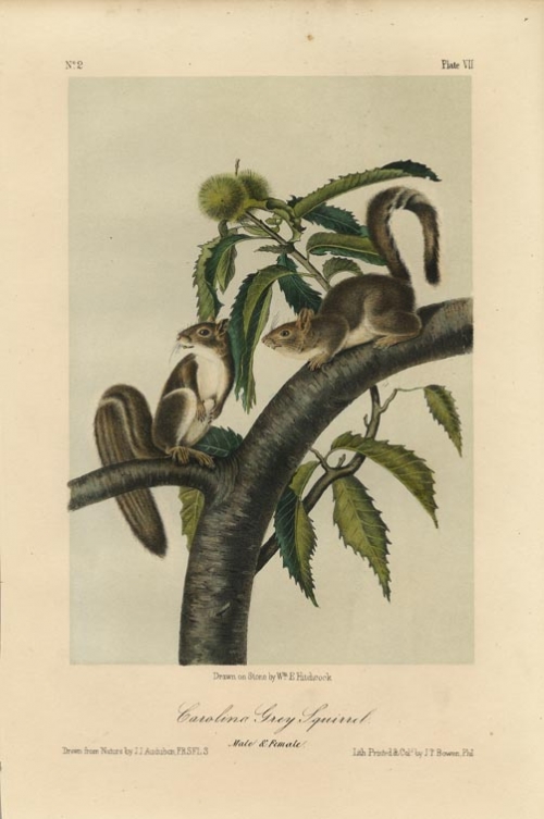 Carolina Grey Squirrel.  Plate VII