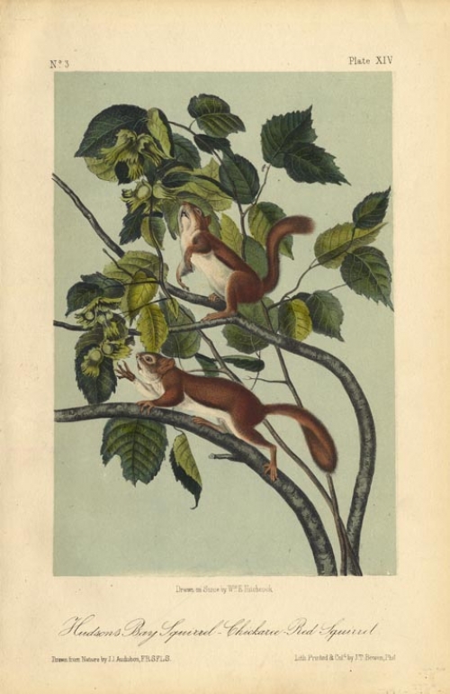 Hudsons Bay Squirrel - Chickaree-Red Squirrel.  Plate XIV.