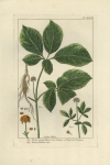 Panax quinquefolium. Panax trifolium. Plate XLVII.