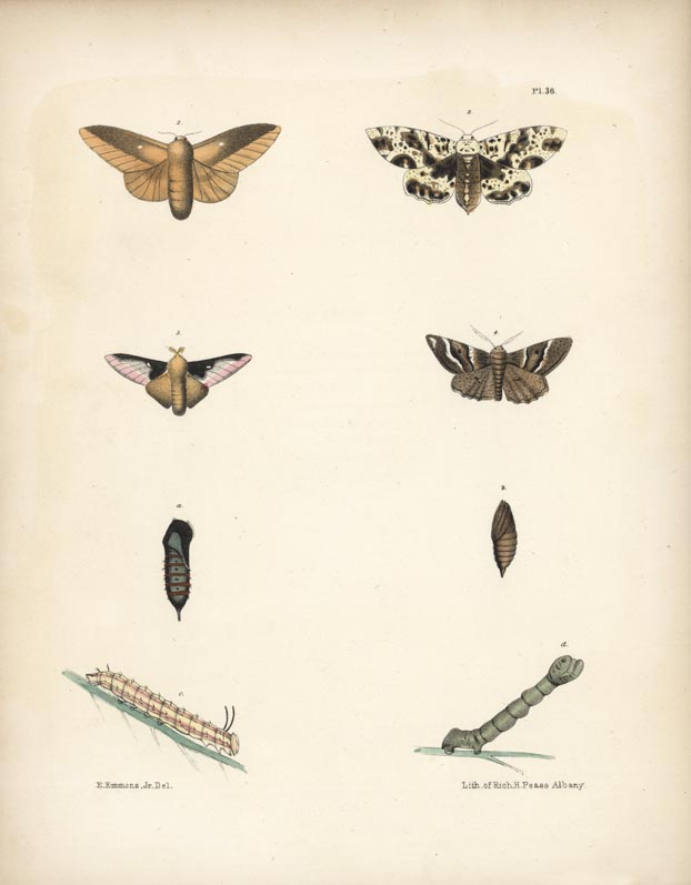 Dryocampa Pellucida (male & female), pupa, caterpillar, Phalaena Quercaria (male & female), pupa, caterpillar.