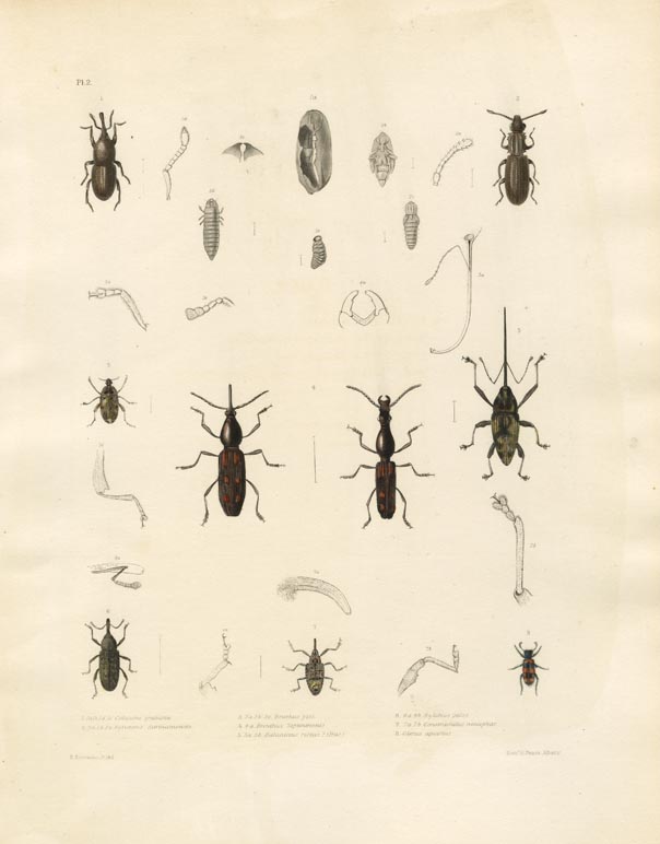 Calandra Granaria, Sylvanus Surinamensis, Bruchus Pisi, Brenthus Septentrionalis (male & female) Balaninus Rectus, Hylobius Pales, Conotrachelus Nenuphar, Clerus Apiarius.