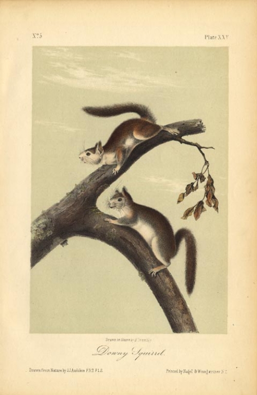 Downy Squirrel. Pl. 25.