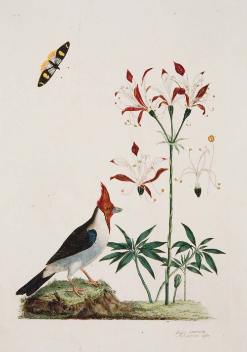 Loxia coronata; Alstromeria ligta. Tab.II.[Red-crested Cardinal and Peruvian Lily]
