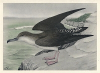 Wedgetail Shearwater.