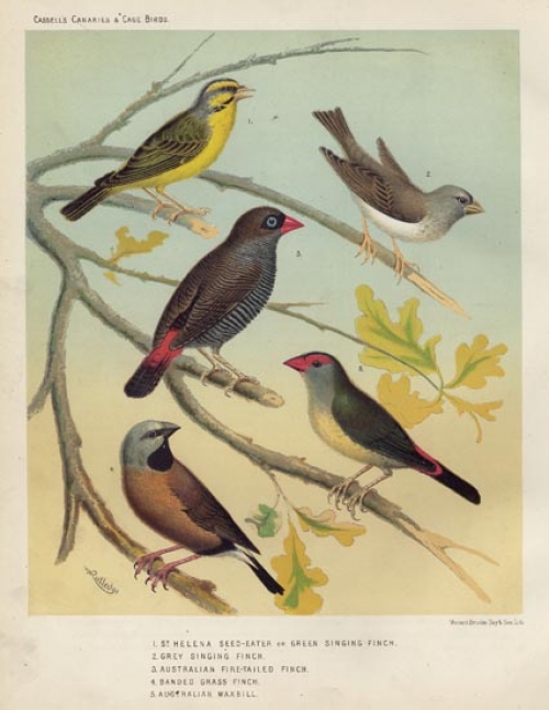 1. St. Helena Seed-Eater or Green Singing Finch.  2. Grey Singing Finch.  3. Australian Fire-Tailed Finch.  4. Banded Grass Finch.  5. Australian Waxbill.