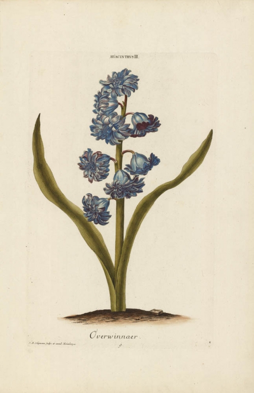 Hyacinthus. III. Overwinnaer.