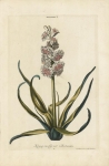 Hyacinthus. II. Koning van Groot Britanien.