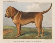 Bloodhound, "Don," the Property of Mrs. Humphries.