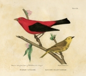 Scarlet Tanager. Blue Eyed Yellow Warbler. Plate XII.
