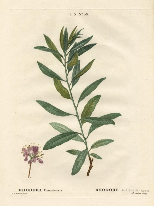 Rhodora Canadensis. / Rhodore de Canada. T. 3. No. 53.