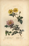 Fig. 1. Rosa sempervirens. Fig. 2. Rosa bracteata. / Rosier toujours vert. Rosier a Bractees. T. 7. No. 13.