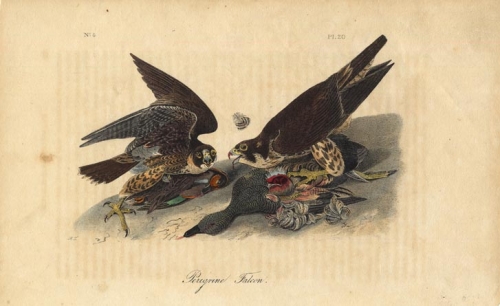 Peregrine Falcon.  Pl. 20.