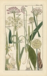 Liliaceae LXVI. Allium.