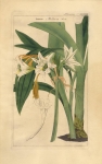 Liliaceae DCLXIX. Ismene. [Lily]