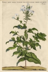 Lychnis indica spicata ocymastri foliis, fruct: lappaceis oblongis, rad: urente. Fig. 85.