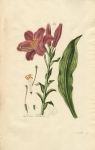 Dendrobium paccaithiae. Pl. 158.