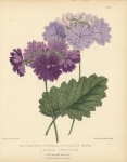 New Varieties of Primula Cortusoides Amoena. : l. Laciniata. 2. Mauve Beauty. Pl. 314.