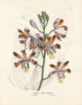 Schomburgkia Tibicinis Grandiflora.