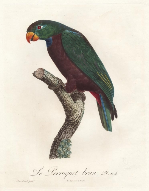 Le Perroquet Brun.  Pl. 104.  [Red Bellied Parrot].