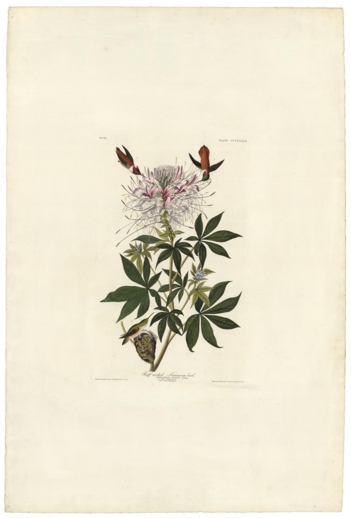 Ruff-necked Humming-bird.  Trochilus Rufus.  Plant Cleome Heptaphylla.  Plate 379.