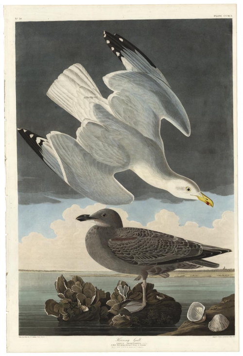 Herring Gull.  Larus Argentatus.  (Raccoon Oysters & View of the entrance into St. Augustine). (Plate CCXCI).