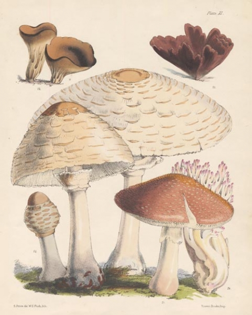 Fungi. Plate XI. Peziza Acetabulum. Tremella Foliacea. Agaricus Procerus. Agaricus Rubescens. Clavaria Botrytis.