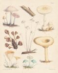 Fungi. Plate X.  Diatrype Verrucaeformis.  Agaricus Conopilus.  Agaricus Mappa.  Peziza Tuberosa.  Agaricus Tenuis.  Agaricus Infundibuliformis.  Agaricus Odorus.  Lactarius Chrysorrheus.