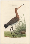 Rusticola. (Black-tailed Godwit).