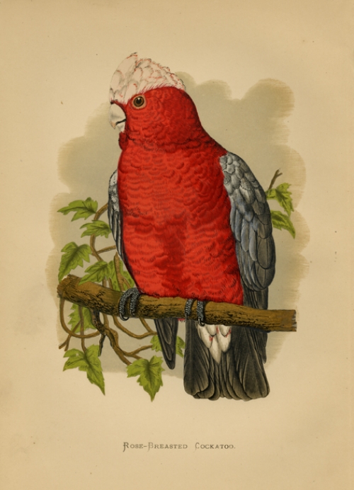 Rose-Breasted Cockatoo.