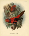 The Violet-necked Lory. (The Loriidae. Plate XIII)