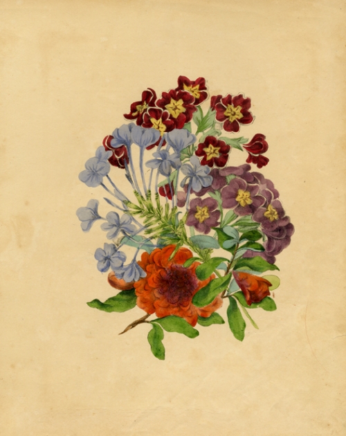 Plumbago, Lilac and Crimson Polyanthus, Pomegranate Flower. Plate XLII.