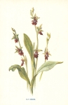 Fly Orchid (Fly Orchis).