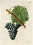 Vitus Venifera. Vigne cultivee, var. Franc-Kenthal. T. 2. No. 58.