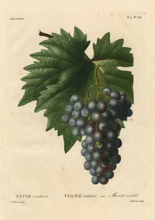 Vitus Venifera. Vigne cultivee, var. Muscat violet. T. 2. No. 63.
