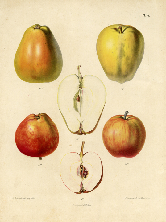 I. Pl. 14 (apples).