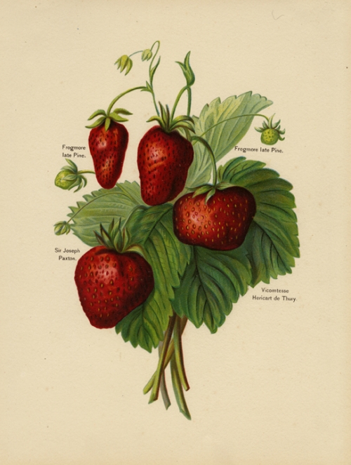 Frogmore late Pine. Sir Joseph Paxton. Vicomtesse Hericart de Thury (strawberries).