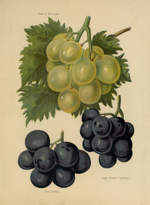 Duke of Buccleuch. Gros Colman. Lady Downe's Seedling (grapes).