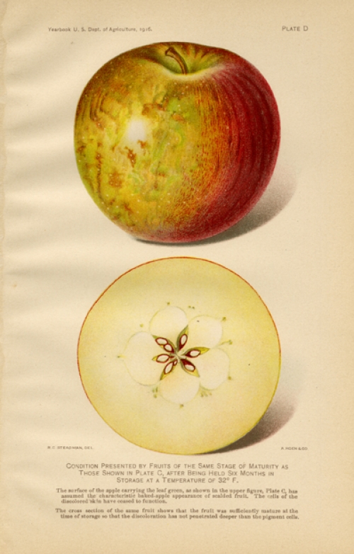 Condition Presented by Fruits of the Same State of Maturity... (apple). Plate D.