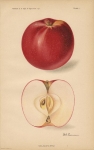 San Jacinto Apple. Plate I.
