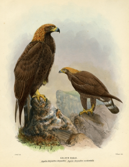 Golden Eagle. Aquila chrysaetos chrysaetos. Aquila chrysaetos occidentalis.