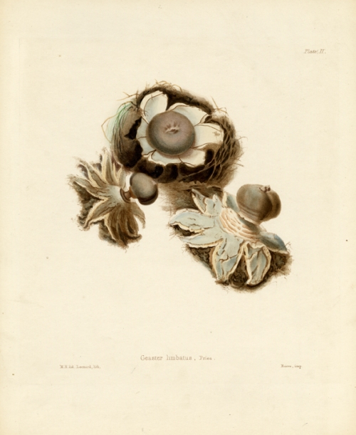 Geaster limbatus, Fries. Plate II.