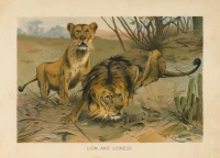 Lion and Lioness.