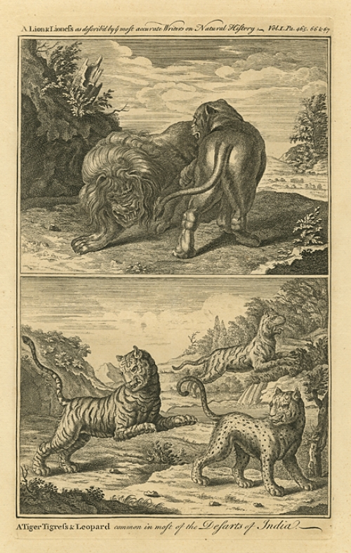 Lion & Lioness as describ'd by ye most accurate Writers on Natural History. A, A Tiger, Tigress and Leopard common in most of the Desarts of India. Vol. I. Pa. 465. 66 & 67.