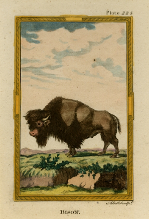 Bison. Plate 225.