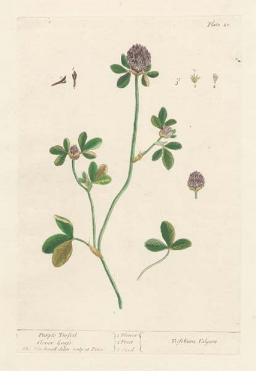 Trifolium Vulgare.  Purple Trefoit.  Clover Grass.