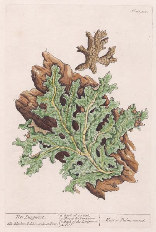 Muscus Pulmonarius.  Tree Lungwort. (Lobaria pulmonaria)