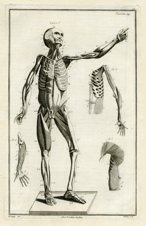 (Front anatomical view of a man). Planche 24.