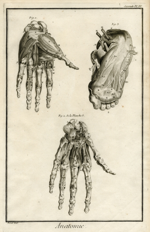 Anatomie. Pl. IV. No. 2. Mains & pies diffeques.