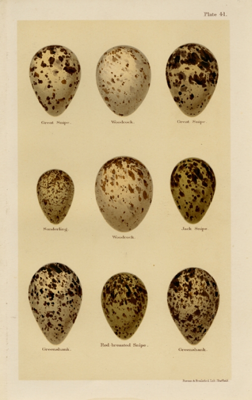Plate 41 (bird eggs).