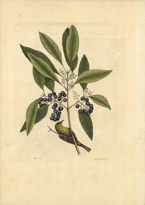 Parus Americanus Lutescens: The Pine-Creeper; Ligustrum Lauri folio, fructu violacco: The Purple-Berried Bay. Tab. 61